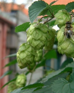 Grow Hops for Patio Privacy